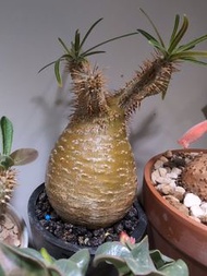 象牙宮 （多肉 塊根 塊莖 植物）