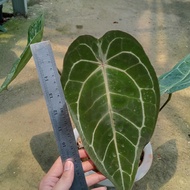 anthurium forgettii red 