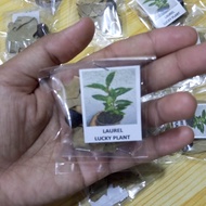 Laurel seeds bayleaf lucky plant seeds with free leaves