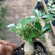 restock BONSAI ADENIUM ARABICUM-bibit tanaman bonsai adenium arabicum