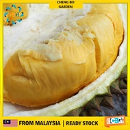 Anak Pokok Durian D600 Import Dari Thailand Cepat Berbuah