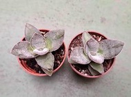 開心多肉~1吋盆 多肉植物 組盆 【阿爾巴神刀】(含土含盆寄出)(實物拍攝)