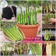 [High Quality Seedings] Mixed Asparagus Seeds Organic Vegetable Seeds for Planting (50 seeds per pac