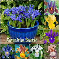 ปลูกง่าย เมล็ดสด100% เมล็ดพันธุ์ บลูไอริส บรรจุ 100 เมล็ด คละสี Blue Iris Plant Flower Seed เมล็ดดอกไม้ บอนสีราคาถูก เมล็ดบอนสี ต้นไม้มงคล บอนสี ดอกไม้ปลูกสวยๆ เมล็ดพันธุ์ดอกไม้ ไม้ประดับ ไม้ดอก พันธุ์ดอกไม้ ดอกไม้ปลูก แต่งบ้านและสวน Seeds for planting