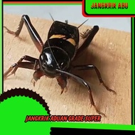 MERAH SAPRAKNA CRICKET GARUT CRICKET (SUPER LARGE) CRICKET JALITENG CRICKET SUPER FIGHTING CRICKET.-
