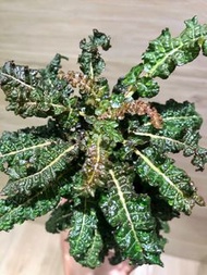 娜娜乳香 Boswellia Nana