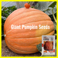 5pcs/pack เมล็ดพันธุ์ฟักทองยักษ์ เมล็ดฟักทองยักษ์แคลิฟอร์เนีย Giant Pumpkin Seeds for Planting - Hig