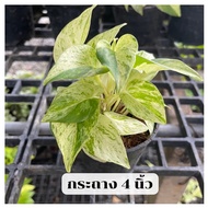 พลูด่างราชินีหินอ่อน  Marble Queen ไม้ด่าง ไม้เลื้อย ไม้ฟอกอากาศ ส่งพร้อมกระถางดำ วางได้ทุกห้อง เลี้ยงง่าย สามารถเลี้ยงในน้ำได้