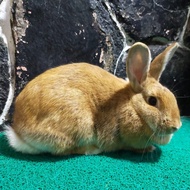 kelinci NZ red betina siap kawin .
