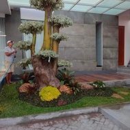 Taman Bonsai Pule Varigata Kombinasi Tanaman Hias 