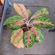 Boxer Aglaonema Plant