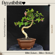 bibit tanaman bunga sakura mikro bahan bonsai super unggul bibit tanaman sakura mikro bibit sakura m