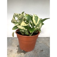 The Sow Pretty | Njoy Pothos Indoor plant Houseplant