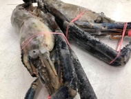 FRESH FROZEN BIG RIVER PRAWNS/UDANG GALAH SUNGAI XXL size 520-560gm per pc ( 2 pcs per order )