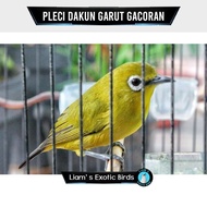 Burung Pleci Dakun Garut Gacoran