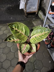 aglaonema moonlight