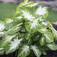 MM- Caladium "White Aaron" plant / keladi USA Aaron anak pokok tanaman hiasan garden seeds seed
