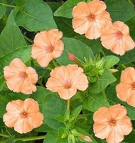 15 เมล็ด ดอกบานเย็น (Mirabilis Jalapa) สายพันธุ์ Orange