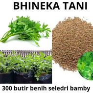 300 BUTIR BENIH SELEDRI UNGGUL BAMBY