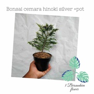 Bonsai cemara hinoki silver+pot