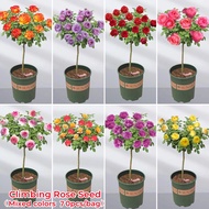 70pcs Eight Colors Climbing Rose Seeds Bonsai Rose Flower Seeds for Planting Flowering Plants for Sale Vietnam Roses