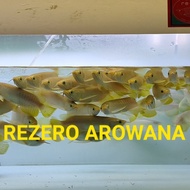 ARWANA GOLDEN RED/ARWANA GOLDEN HB/ GOLDEN HB TERLARIS