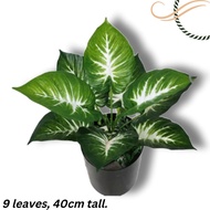 Plant Philodendron Zebra artificial with pot, home decor, indoor, garden Aplant670