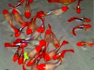 GUPPY KOI 🔴⚪