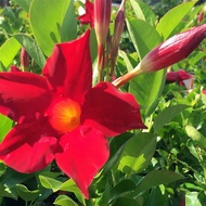 H2O - Brazilian Jasmine Plant 红婵花  Creeper Plant Live Plant