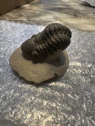 三葉蟲化石