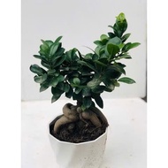 Birthday bonsai tree - mini bonsai.