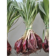 Bawang Dayak ( Benih pokok)