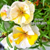 150 biji benih Fugetsu Hybrid Moss Rose • Seeds • Biji benih Ros Jepun Hibrid • Portulaca