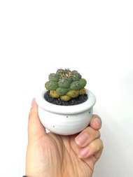 短豪刺象牙丸｜Coryphantha elephantidens ’Tanshi Zougemaru‘ ｜———｜塊根植物｜象牙宮｜龜甲龍｜曲刺妖炎｜橄欖｜象足漆樹｜多肉植物｜龍舌蘭｜嚴龍｜