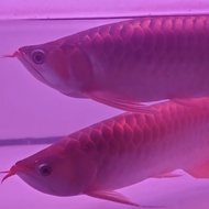 ikan arwana super red 40 cm nego