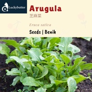 0.7g (approx. 280 seeds) Arugula Seeds 芝麻菜种子