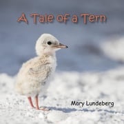 A Tale of a Tern Mary A Lundeberg
