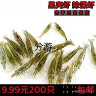 Cold Water Shrimp Fresh Shrimp Clean Living Shrimp Algae Weeding Shrimp Living Shrimp Ornamental Sak