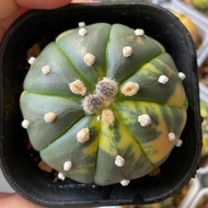 🌵多肉植物 - 星兜錦｜無刺仙人掌🌵