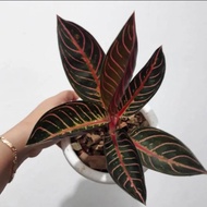 Aglonema Red Sumatra Remaja (POS) Daun 6-7-8-9++