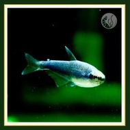 皇家水族・超級藍國王燈 燈魚 燈科魚 觀賞魚 活餌