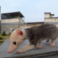 musang pandan super mozaik