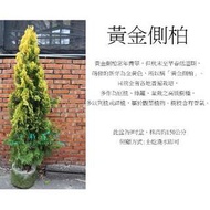 心栽花坊-黃金側柏/9吋/綠化植物/綠籬植物//松/杉/柏/檜/售價1600特價1300