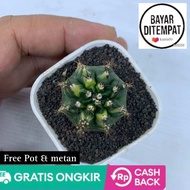 Anakan kaktus Gymno Taiwan New clone Gratis Pot