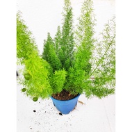 [Indoor Plant] Asparagus Fox Tail by LS Group