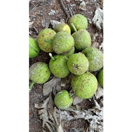 Buah Sukun lbh kurang 1.5 kg