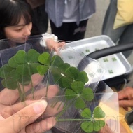 5-20Pcs Acrylic Lucky Artificial Four-Leaf Clover Bookmark - Simulate Four-Leaf Clover Transparent W