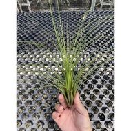 Tillandsia festucoides Airplant