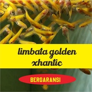 golden limbata