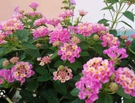 Cây ngũ sắc hồng cánh sen trưởng thành đang hoa